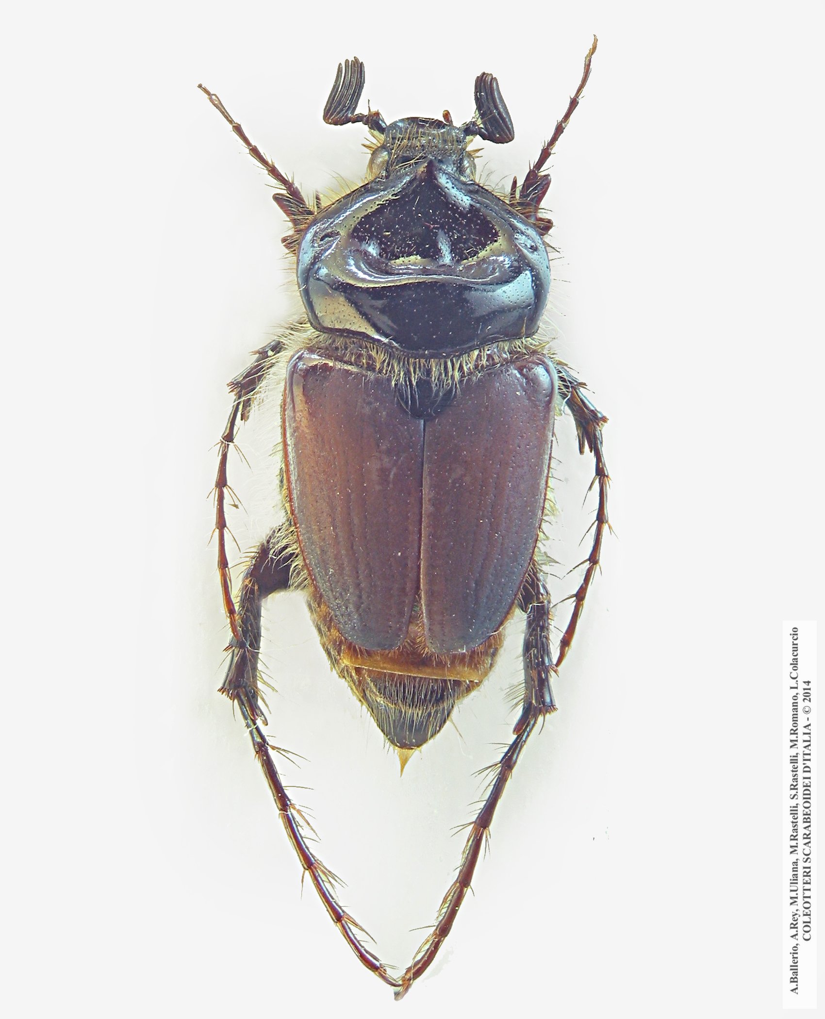 Pachypus melonii, maschio 